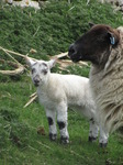 SX14022 Little white lamb and ewe.jpg